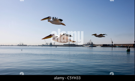 Un escadron de trois grands pélicans blancs voler bas au-dessus de l'eau. Walvis Bay, Swakopmund, Namibie. Banque D'Images