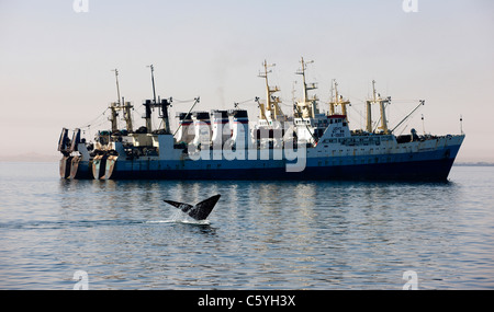 Une baleine franche australe plonge dans les eaux du port en face de deux navires russes. Walvis Bay, Swakopmund, Namibie. Banque D'Images