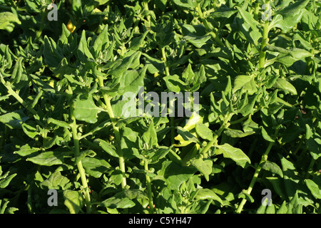Lit de légumes : Nouvelle-Zélande Tetragonia tetragonioides (épinards). Banque D'Images