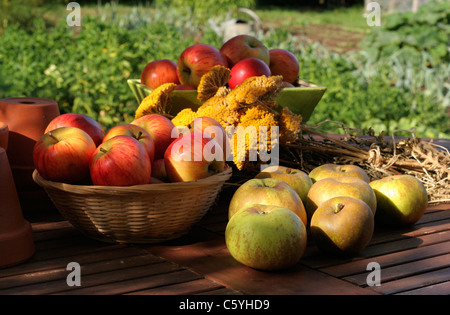 La Reine des pommes (pipiin ou en français : Reine des Reinettes et la Reinette grise du Canada). Le jardin de Suzanne, Le Pas, Mayenne, Pays de la Loire, France. Banque D'Images