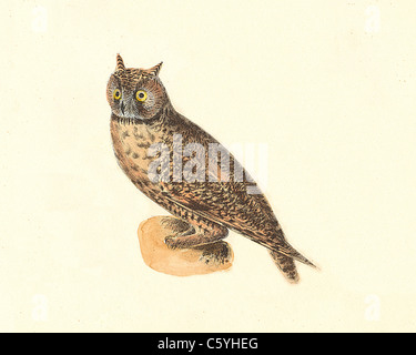 Le hibou moyen-duc (Asio otus Otus americanus, Strix, otus) vintage oiseau lithographie - James De Kay, de zoologie de New York, ou la faune de New-York, les oiseaux Banque D'Images