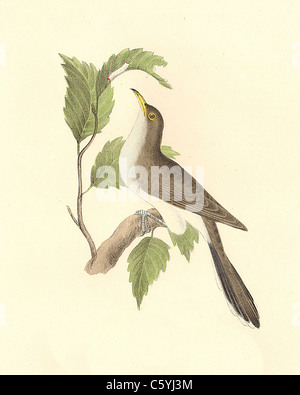 Le Coulicou à bec jaune (Coccyzus americanus) vintage oiseau lithographie - James De Kay, de zoologie, de New York ou de la New-York la faune, Oiseaux, Partie II Banque D'Images