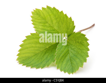 Cloesup vert fraise laisser isolé sur fond blanc Banque D'Images