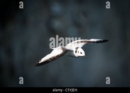 Mouette tridactyle juvénile en vol Banque D'Images