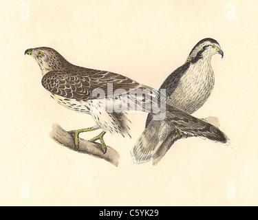 L'American Autour des palombes, l'Autour des palombes (Accipiter gentilis atricapillus Astur, lithographie d'oiseaux vintage), James De Kay zoologie de la faune Oiseaux, New York Banque D'Images