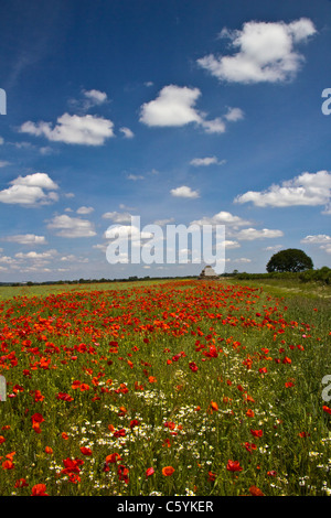 Champ de pavot et de fleurs sauvages près de Heather, Leicestershire. 14 juin 2011. Banque D'Images