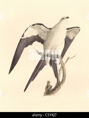 Le Swallow-tailed hawk, milan à queue fourchue, fork-tailed Kite, Scissor-tailed Kite (Elanoides forficatus Nauclerus furcatus, lithographie d'oiseaux vintage) Banque D'Images