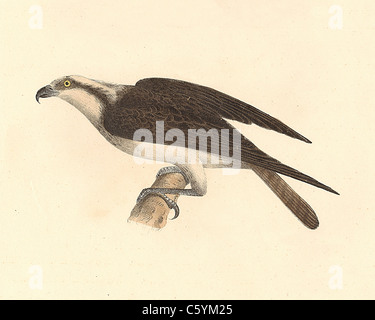 Le poisson faucon, Osprey, Sea Hawk, Aigle pêcheur (Pandion carolinensis, Pandion haliaetus) vintage oiseau lithographie - James De Kay, de zoologie de NY, les oiseaux Banque D'Images