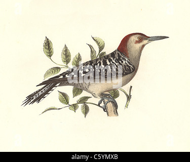 Le Pic à ventre roux (Picus carolinus, Melanerpes carolinus) : vintage oiseau lithographie de James De Kay de zoologie de New York, NY la faune, Oiseaux Banque D'Images