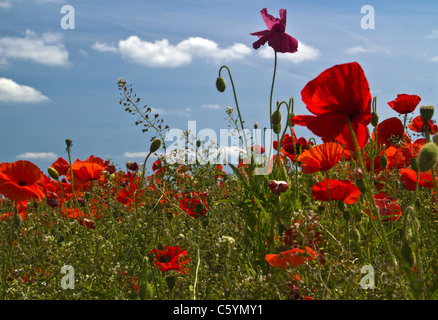 Champ de pavot et de fleurs sauvages près de Heather, Leicestershire. 14 juin 2011. Banque D'Images