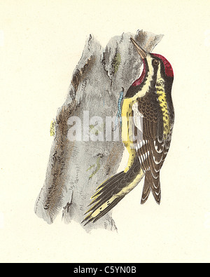 Le Pic à ventre jaune, Pic maculé (Picus varius, Sphyrapicus varius) vintage oiseau lithographie, James De Kay, de zoologie de NY, les oiseaux Banque D'Images