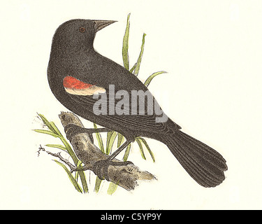 L'Oriole à ailes rouges, Carouge à épaulettes, Red-winged Starling, Marsh (Icterus phoeniceus, Blackbird Agelaius phoeniceus) De Kay NY lithographie d'oiseaux Banque D'Images