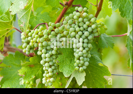 Gros plan sur un tas de raisins blancs immatures au milieu de feuilles de vigne. Banque D'Images