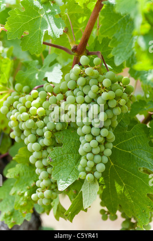 Gros plan sur un tas de raisins blancs immatures au milieu de feuilles de vigne. Banque D'Images