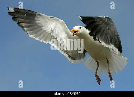 Mouette en vol Banque D'Images