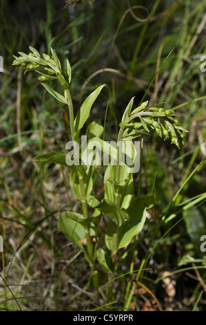 Helleborine dunes Banque D'Images