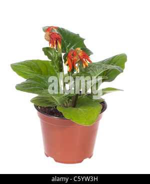 Gerbera flétries, isolé sur fond blanc Banque D'Images