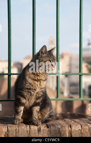 L'Italie, Rome, chat errant dans le forum Banque D'Images