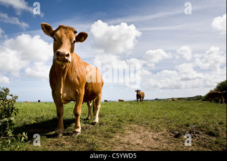 Guernesey vache dans un champ Banque D'Images