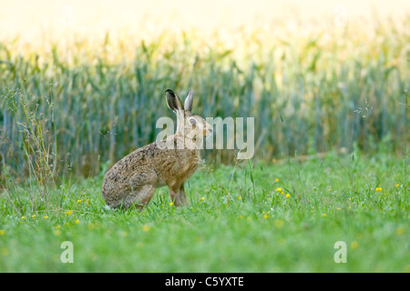 Lièvre brun Lepus europaeus, dans le champ. Banque D'Images