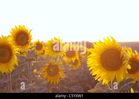 Tournesols dans le coucher du soleil Banque D'Images