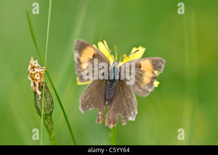 Porte-queue marron femme Thecla betulae butterfly Banque D'Images