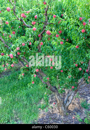 Peach Tree Fruit 'White Lady' , Banque D'Images