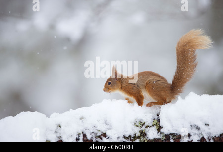 L'écureuil roux Sciurus vulgaris un adulte en profil sur un journal couvert de neige du Parc National de Cairngorms, en Écosse, Royaume-Uni Banque D'Images