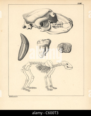 Squelette, crâne et dent de der Höhlenbär, ours des cavernes, Ursus spelaeus. Banque D'Images