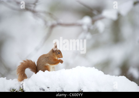 L'écureuil roux Sciurus vulgaris un adulte en profil dosage dans un bois d'hiver. Le Parc National de Cairngorms, en Écosse, Royaume-Uni Banque D'Images