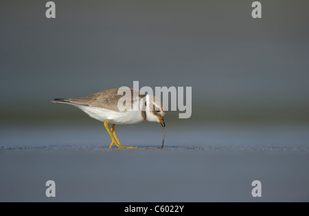 Gravelot Charadrius hiaticula un adulte tirant un ver d'une plage isolée. Septembre. Îles Shetland, Écosse, Royaume-Uni Banque D'Images