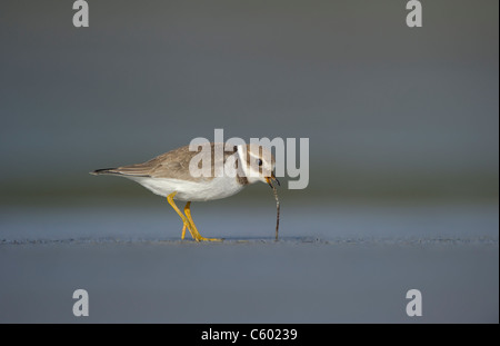 Gravelot Charadrius hiaticula un adulte tirant un ver d'une plage isolée. Septembre. Îles Shetland, Écosse, Royaume-Uni Banque D'Images