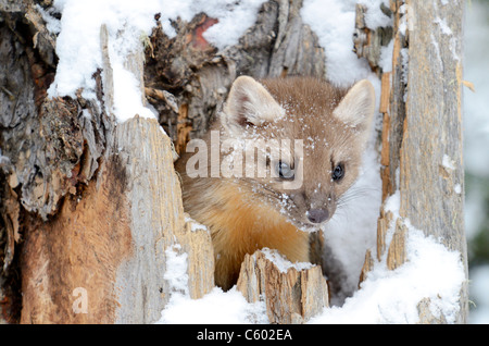 La martre des pins dans la neige dans le Parc National de Yellowstone, États-Unis Banque D'Images