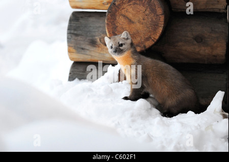 La martre des pins dans la neige dans le Parc National de Yellowstone, États-Unis Banque D'Images