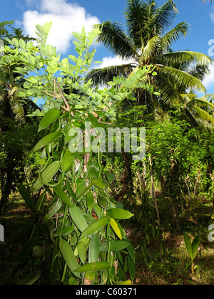 Plantation de Vanille parc à l'union estate , La Digue, Seychelles, océan Indien, Afrique Banque D'Images