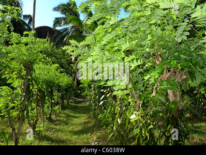 Plantation de vanille pParc à l 'union estate , La Digue, Seychelles, océan Indien, Afrique Banque D'Images