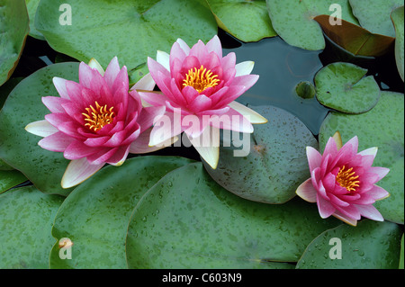 Trois nénuphars roses deux plus une beauté fragile Nymphea Banque D'Images