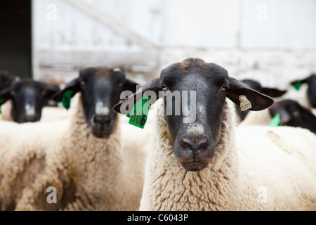 États-unis, Illinois, Metamora, tagged mouton in barn Banque D'Images