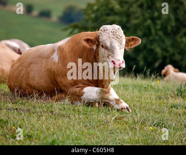 Interrogées taureau Hereford blonde avec un anneau dans le nez au repos dans un champ dans le Derbyshire Banque D'Images