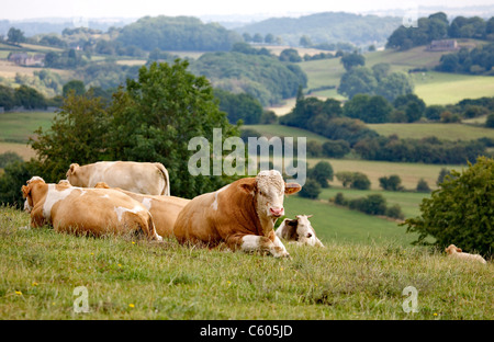 Les bovins Hereford blonde interrogés se reposant dans un champ dans le Derbyshire Banque D'Images