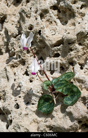 Cyclamen persicum fleur sauvage poussant dans son habitat naturel à Chypre montrant seulement deux fleurs Banque D'Images