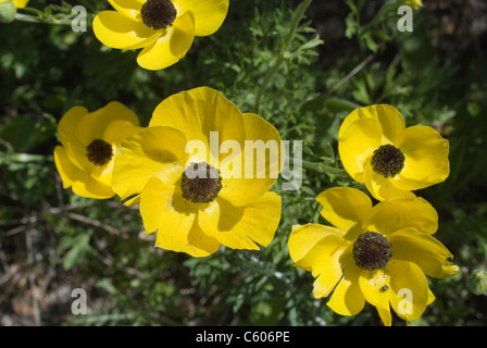 Turban jaune buttercup, Ranunculus asiaticus, en fleurs Banque D'Images