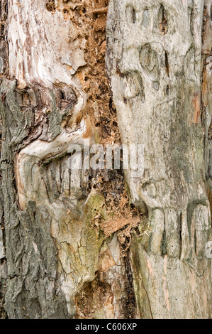 La colline du Parlement , Hampstead Heath , tronc d'arbre mort avec la croissance et l'écorce & sculptures Banque D'Images