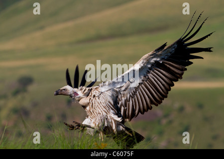 Vautour de Cap Banque D'Images