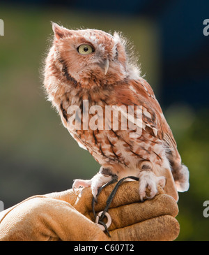 États-unis, Illinois, Peoria, Petit-duc maculé Banque D'Images