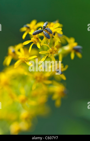 Bush de la térébenthine avec Polycaon stoutil les coléoptères. Banque D'Images