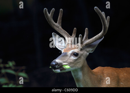 Un cerf de Virginie Odocoileus virginianus, Buck, avec ses bois de velours en mangeant une pastèque couenne. Banque D'Images