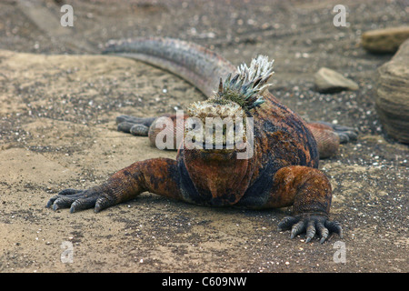 Iguane marin sur l'île de Santiago, Îles Galápagos Banque D'Images