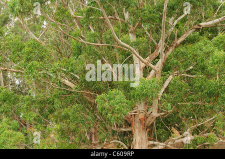 Tasmanian blue gum (Eucalyptus globulus) Banque D'Images