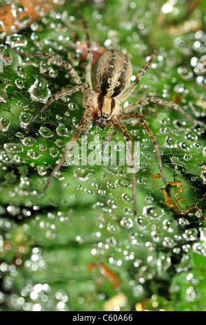 L'araignée labyrinthe commune (Agelena labyrinthica) Banque D'Images